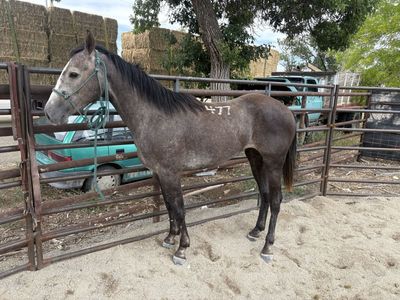 2 year old grey gelding