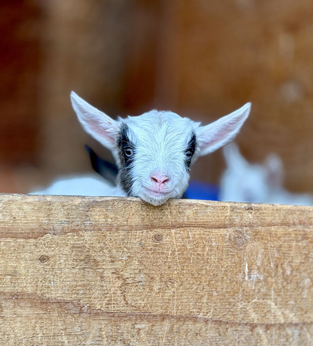 Registered Mini Silky Fainting Goat