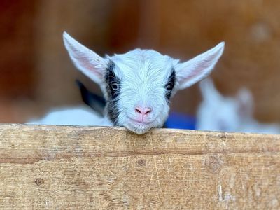 Registered Mini Silky Fainting Goat