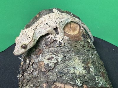 Male Crested Gecko