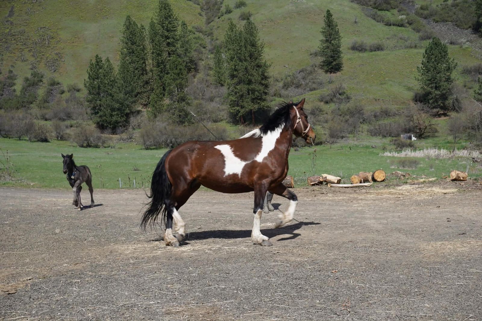 Beautiful Bay Tobiano Mare  - Family Horse, Excellent Disposition