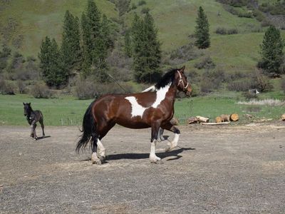 Beautiful Bay Tobiano Mare - Family Horse, Excellent Disposition
