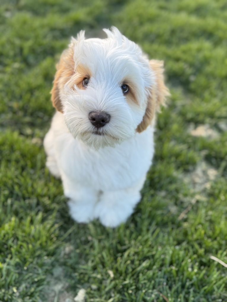 GORGEOUS Multigenerational Australian Labradoodle