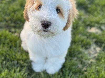 GORGEOUS Multigenerational Australian Labradoodle