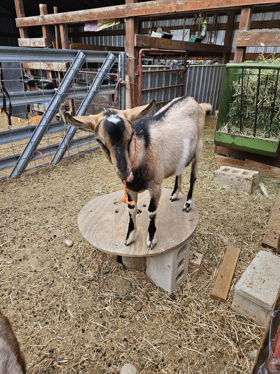 French Alpine Bucks