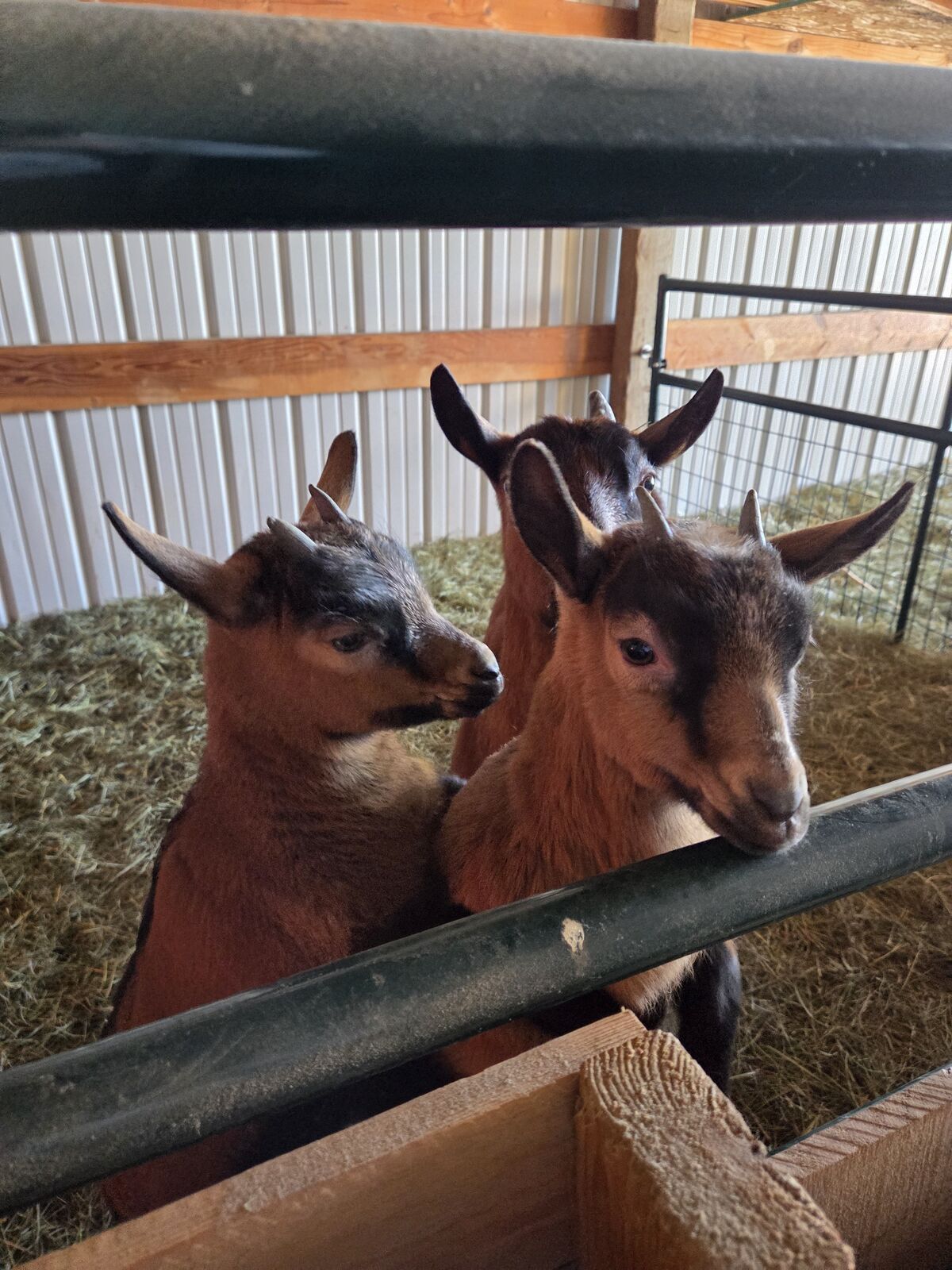 Oberhasli Pack Goats