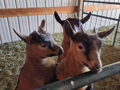 Oberhasli Pack Goats