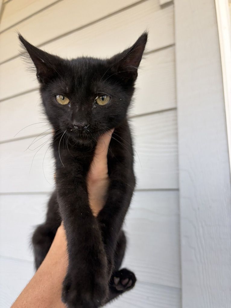 Kitten