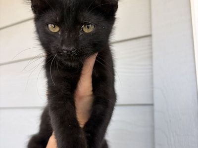 Kitten