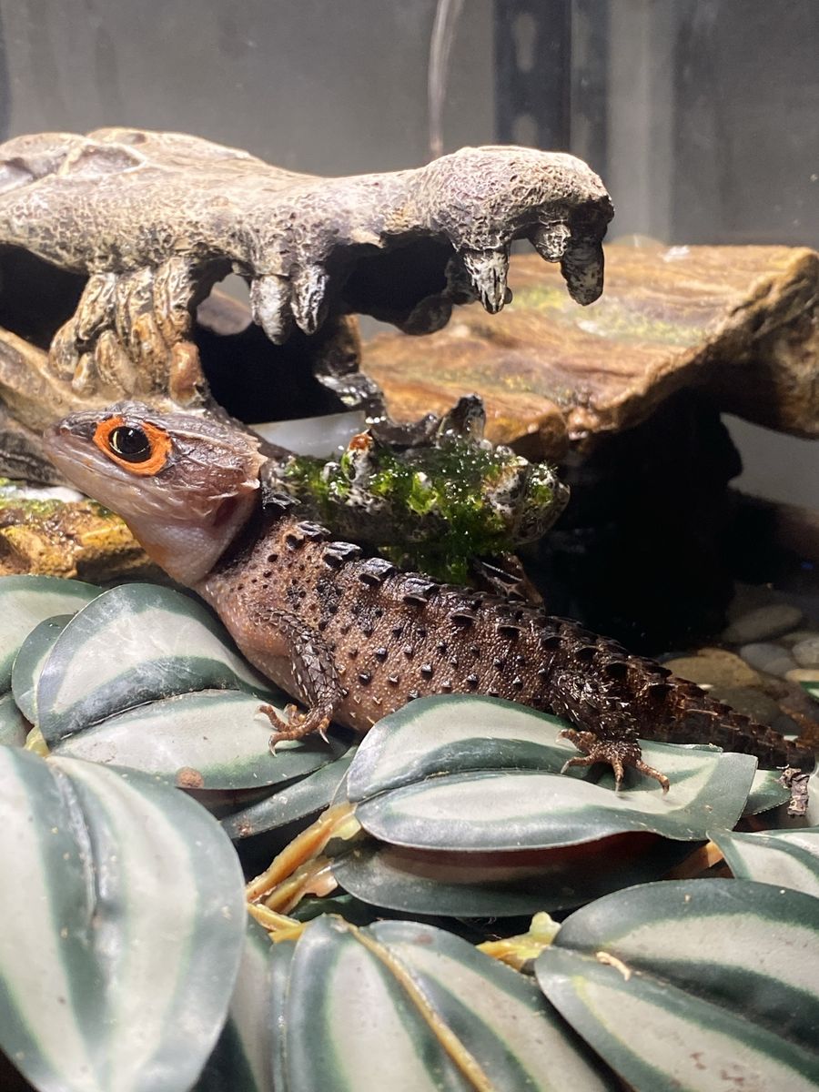 Exotic pet sitter