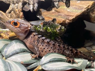 Exotic pet sitter