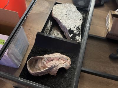 leapored gecko and 30gal terrarium