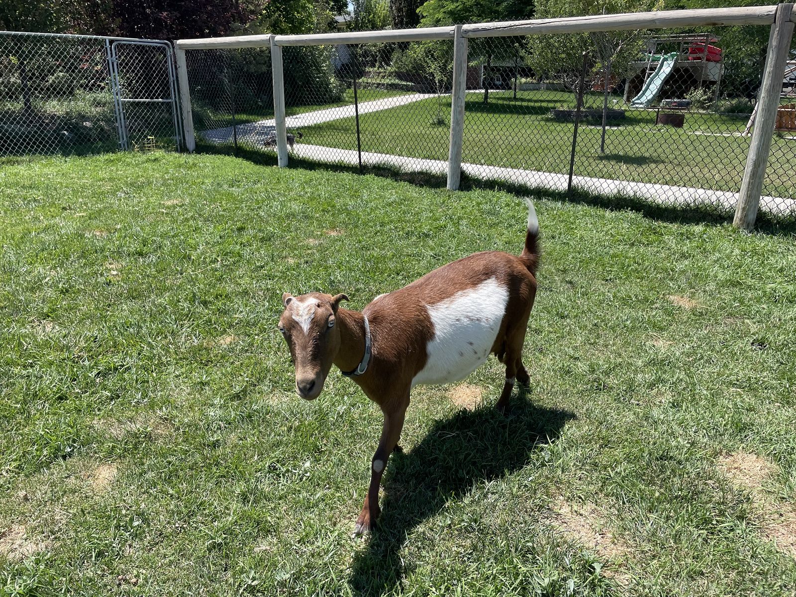 Milking Goat for Sale