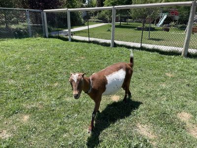 Milking Goat for Sale
