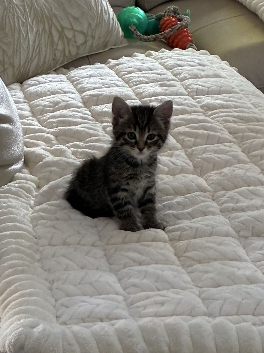 10 week old kitten * with first vaccination*