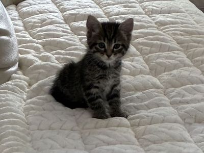 10 week old kitten * with first vaccination*