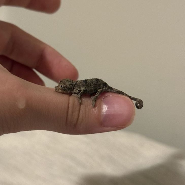 Jackson’s chameleon