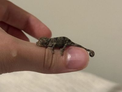 Jackson’s chameleon