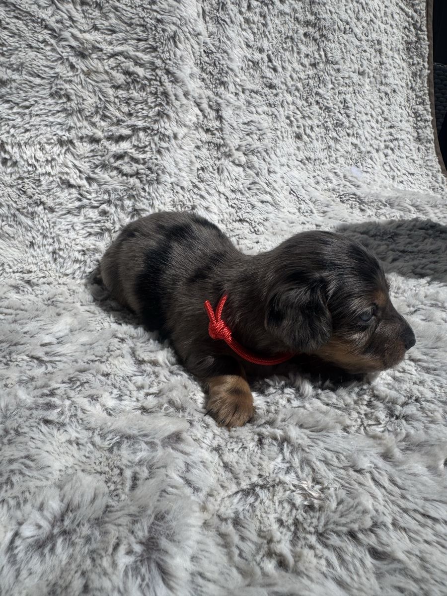 Dachshund Puppies - Dapple and Black & Tan - Adorable Companions