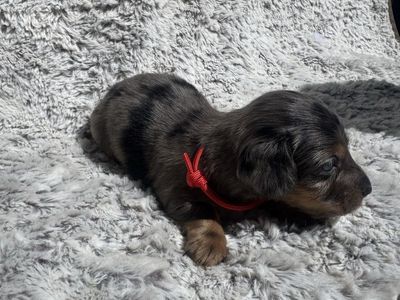 Dachshund Puppies - Dapple and Black & Tan - Adorable Companions
