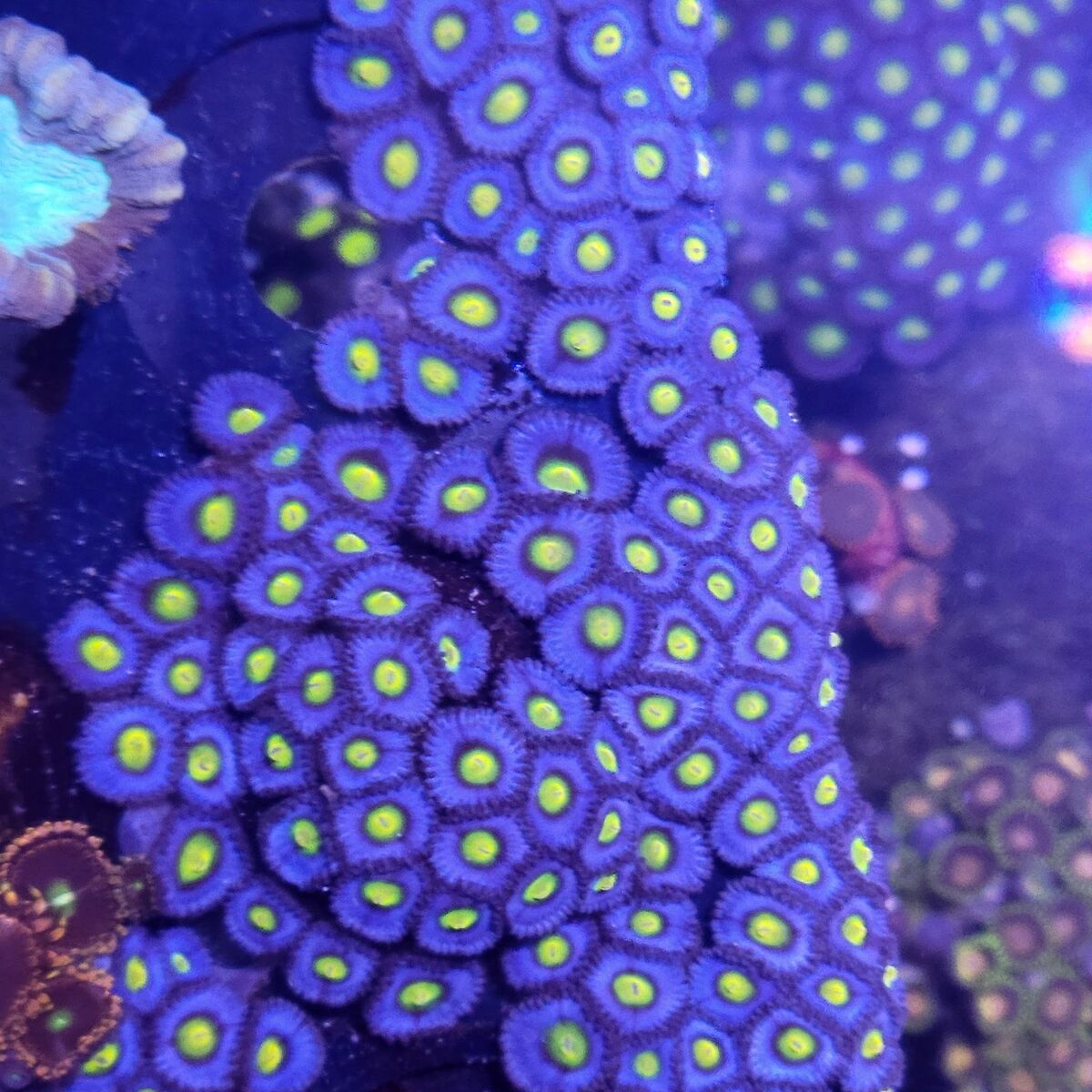 AOI Zoas