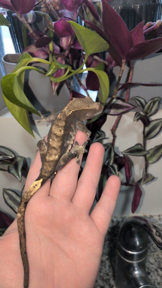 male crested gecko