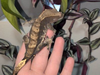 male crested gecko