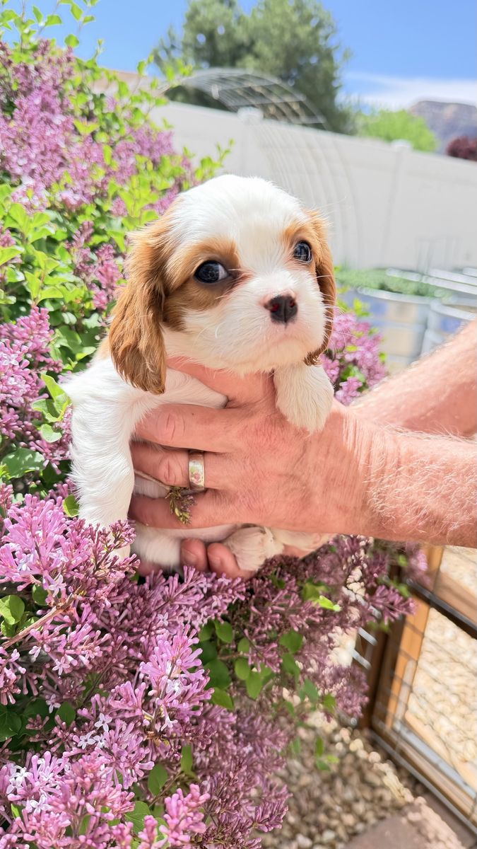 Cavalier King Charles Spaniel AKC Blenheims