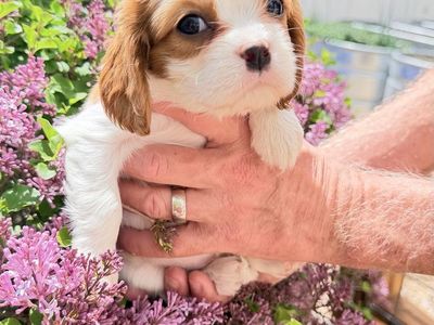 Cavalier King Charles Spaniel AKC Blenheims