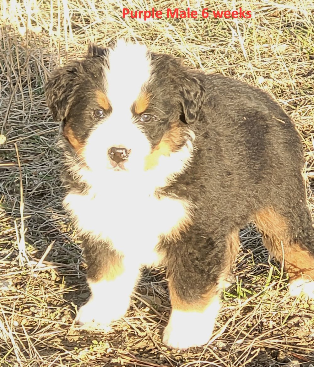 Bernese Mountain Dog Puppies, AKC, European Import Lines