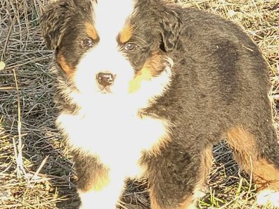 Bernese Mountain Dog Puppies, AKC, European Import Lines