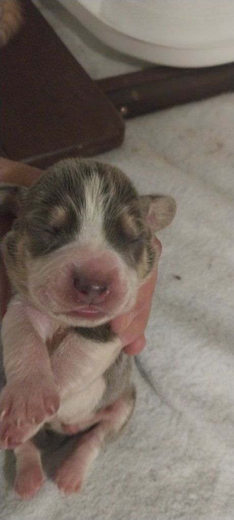 Beagle pups Akc champion lines