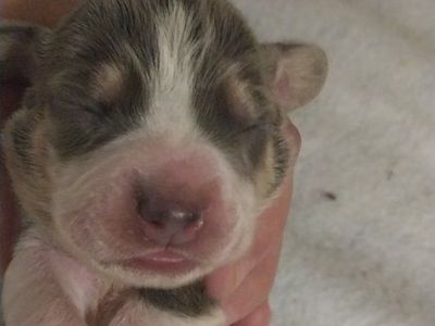 Beagle pups Akc champion lines