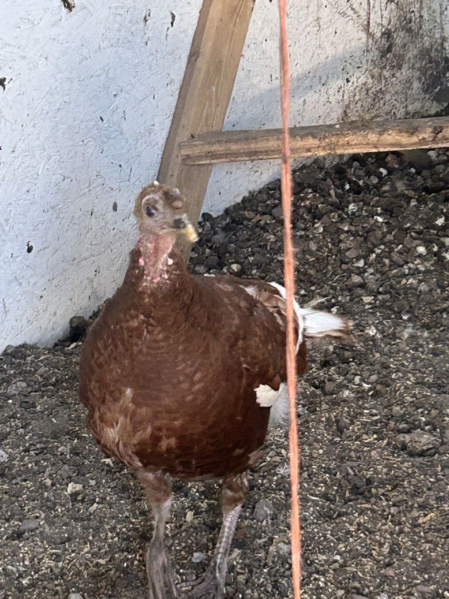 Bourbon Reds Turkeys, Tom, Hens, Poults.