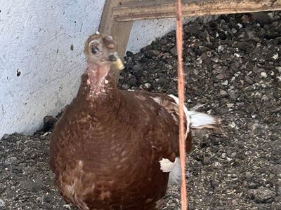 Bourbon Reds Turkeys, Tom, Hens, Poults.