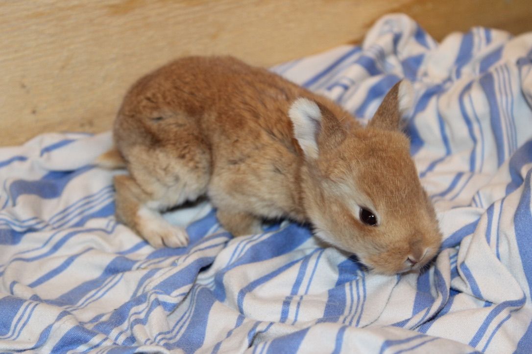 Meet Teddy! Reserve Your Easter Bunny