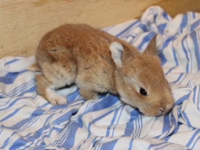 Meet Teddy! Reserve Your Easter Bunny