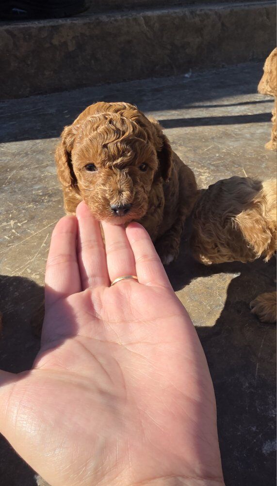 6-7lb Micro Cavapoo Puppys King Charles Toy poodle