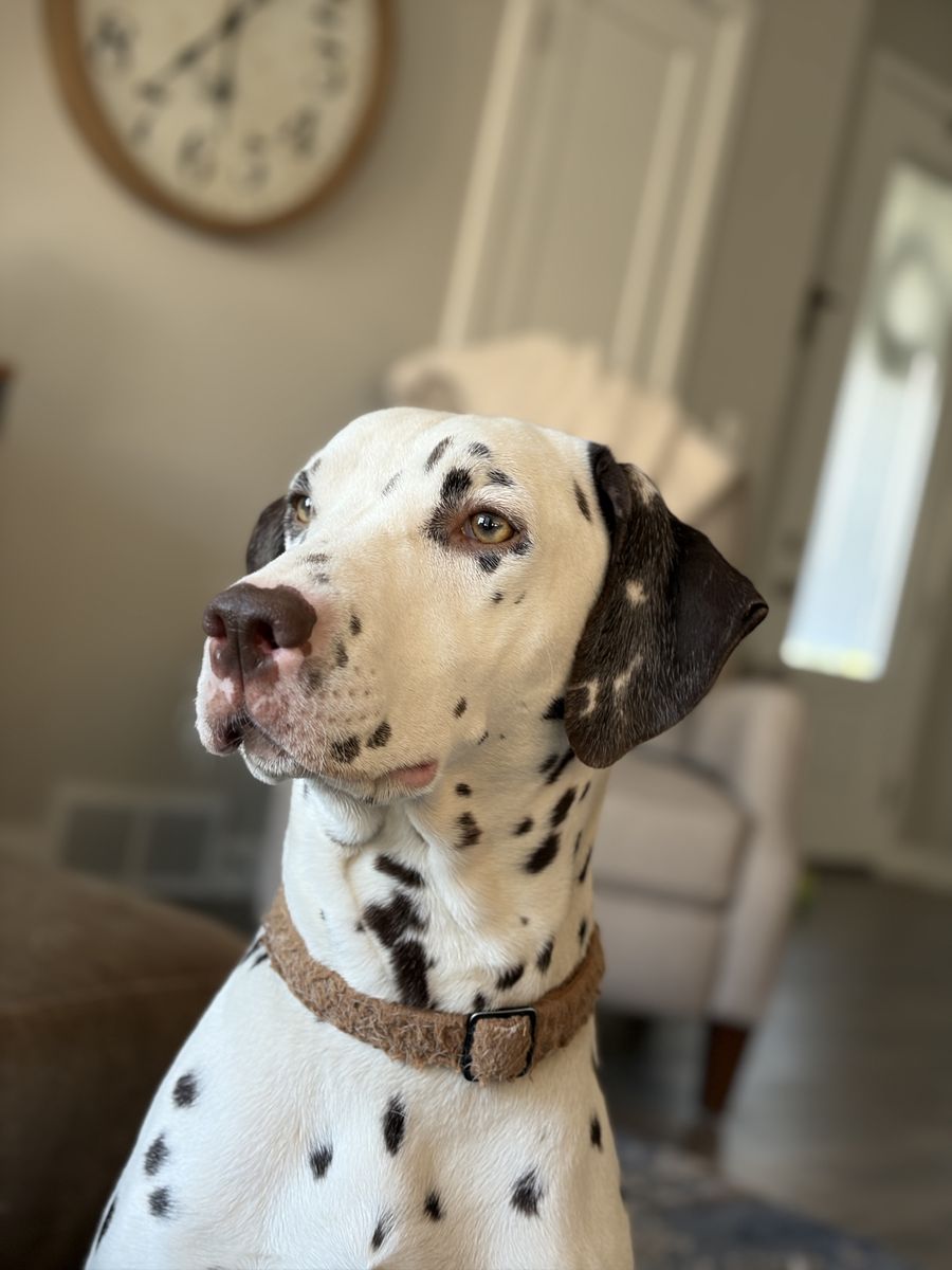 Full Breed Dalmatian Puppies 6 Boys 2 Girls