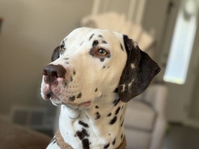 Full Breed Dalmatian Puppies 6 Boys 2 Girls
