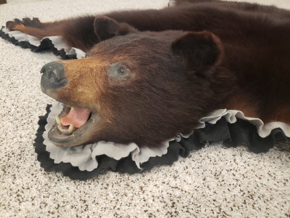 Genuine Black Bear Skin Rug with Head - Taxidermy Decor