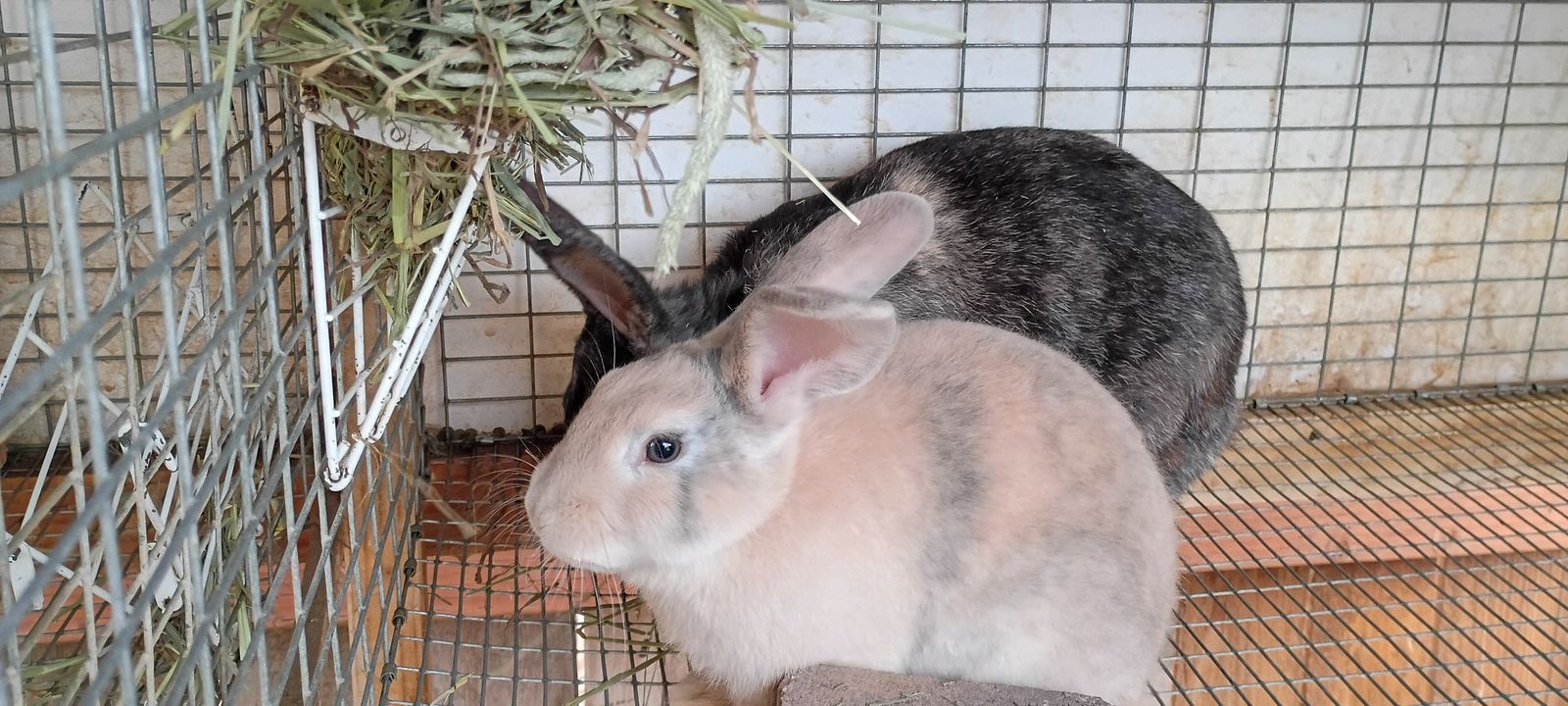 Rabbits