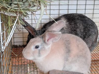 Rabbits