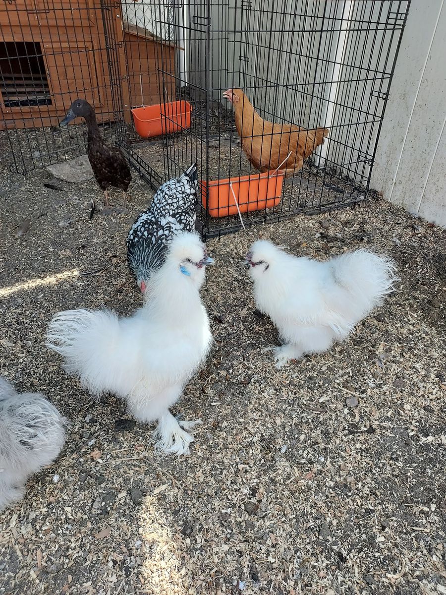 2 White Silkie Roosters 
