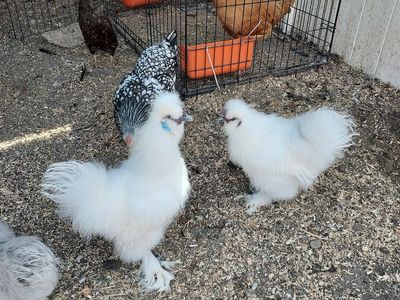 2 White Silkie Roosters