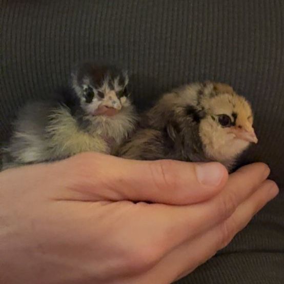 Baby Chicks Barnyard Mix
