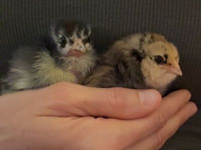 Baby Chicks Barnyard Mix