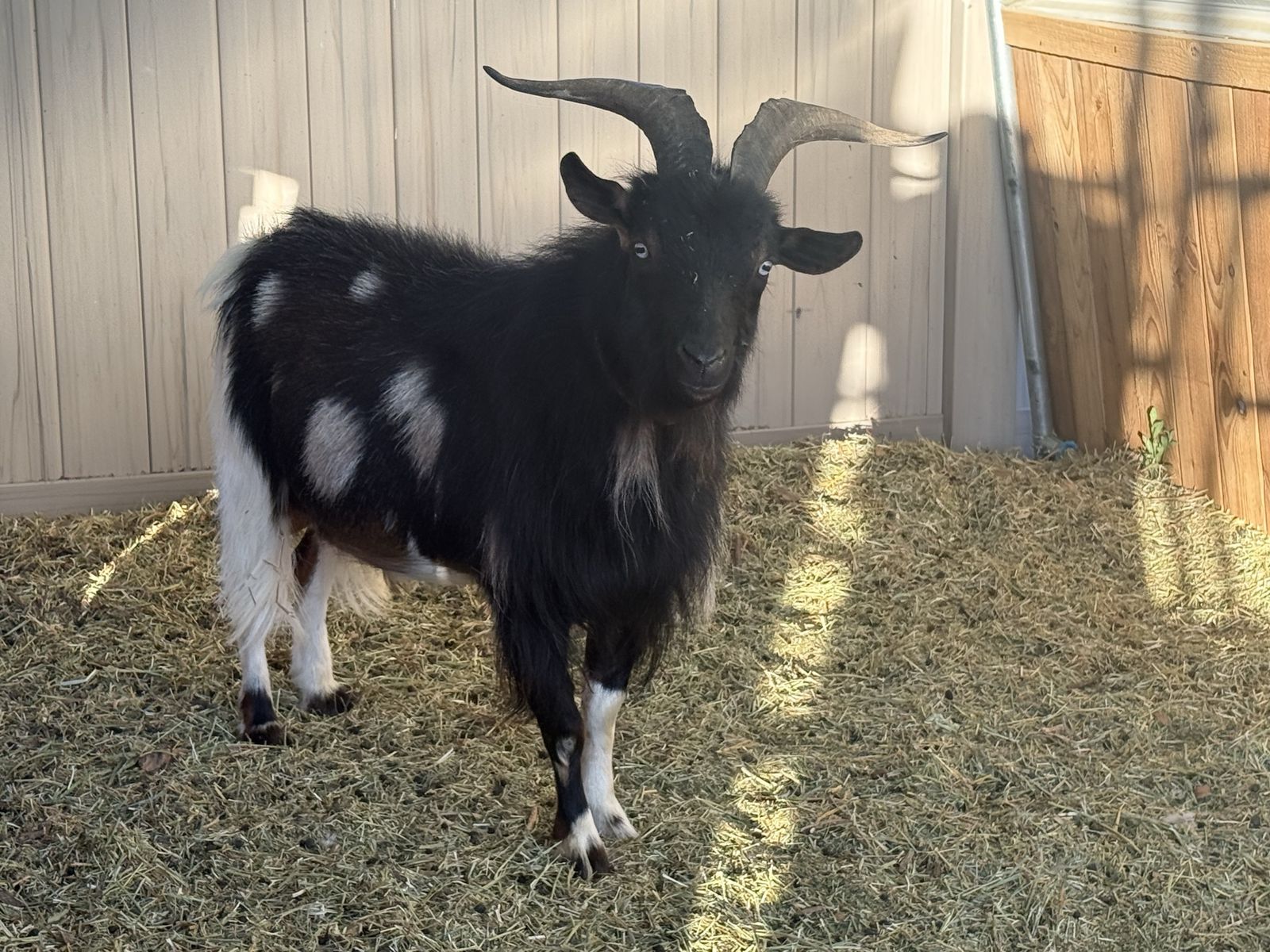 Nigerian Dwarf moon spotted buck