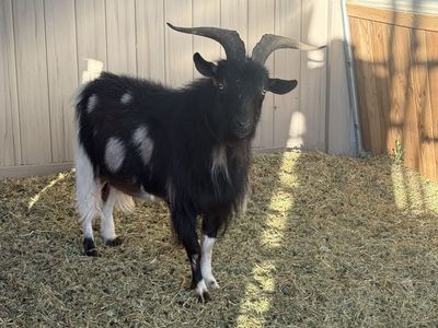 Nigerian Dwarf moon spotted buck