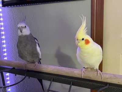 2 Bonded Cockatiels